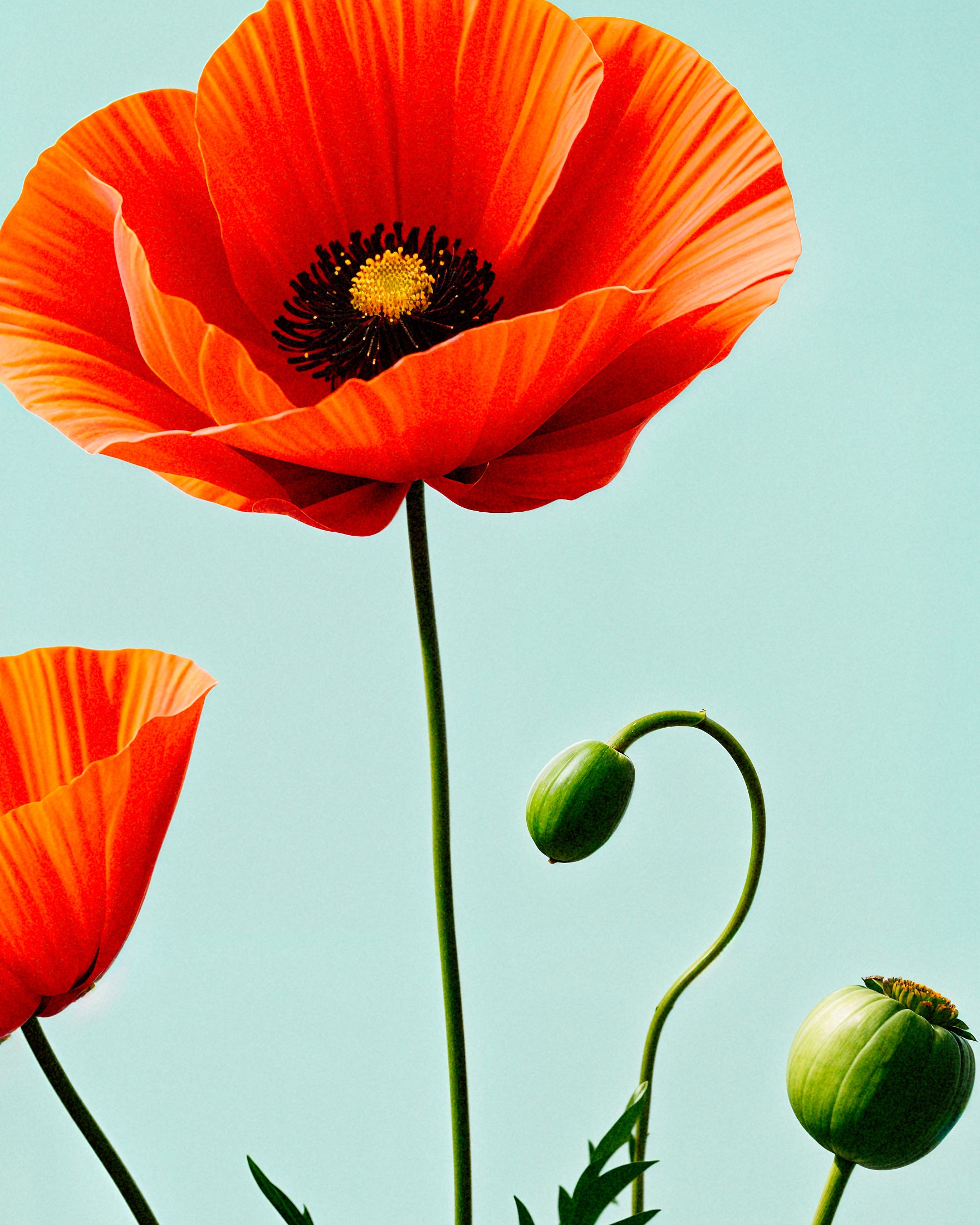 Poppies 02 - Print