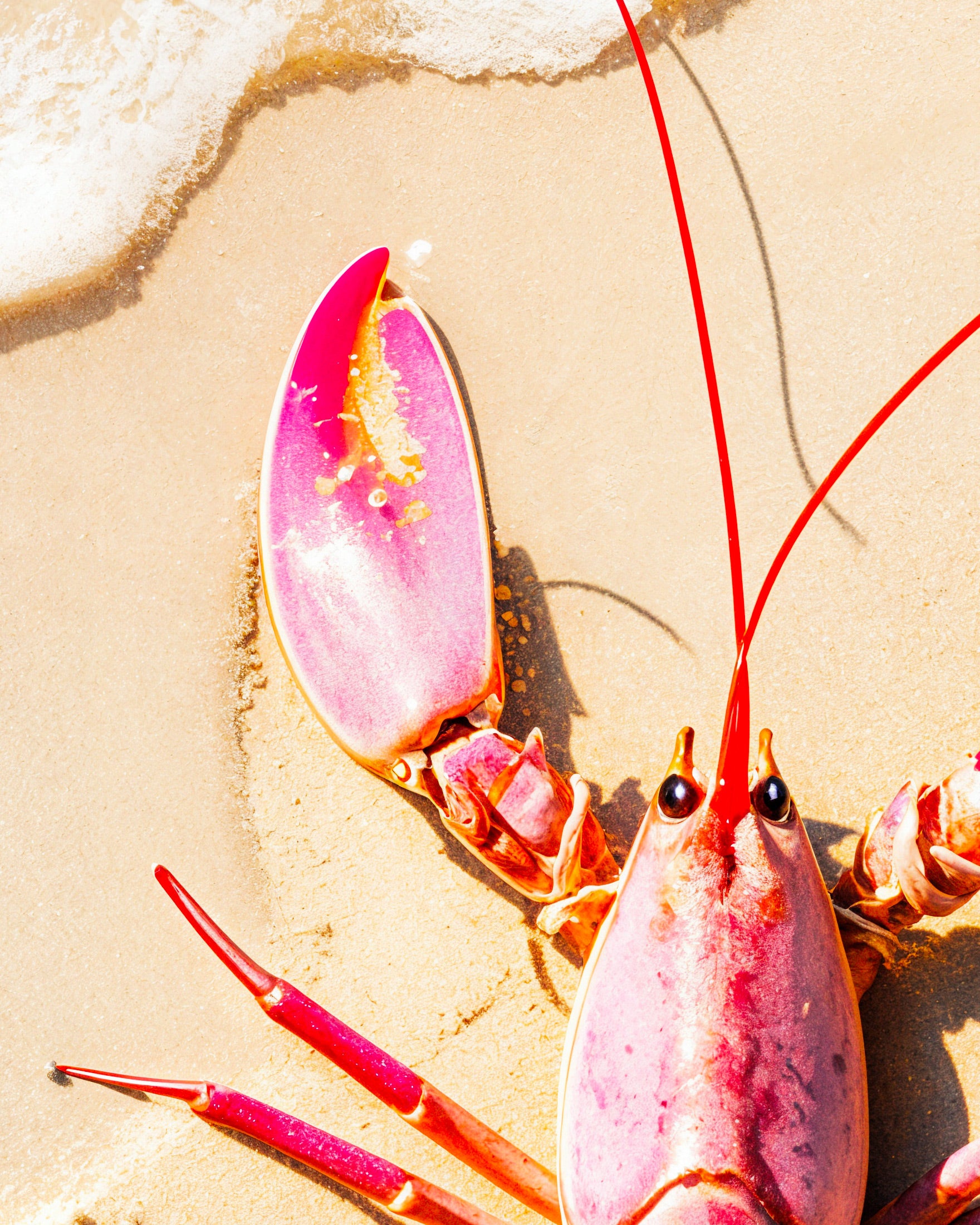 Pink lobster on a beach - Poster