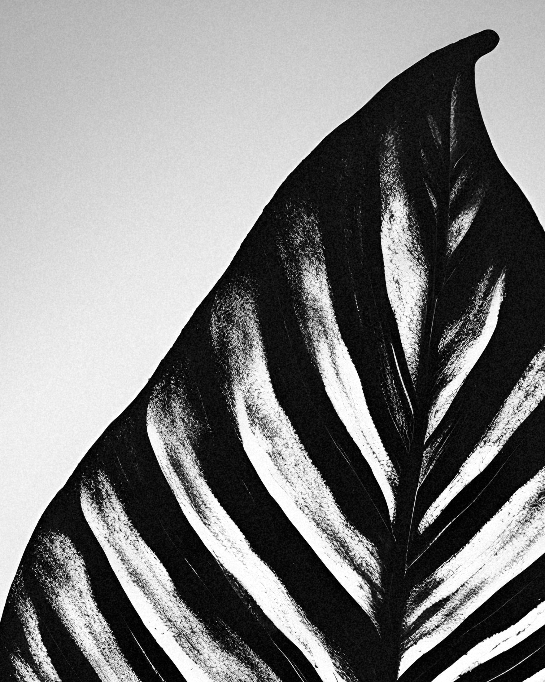 A leaf - Poster