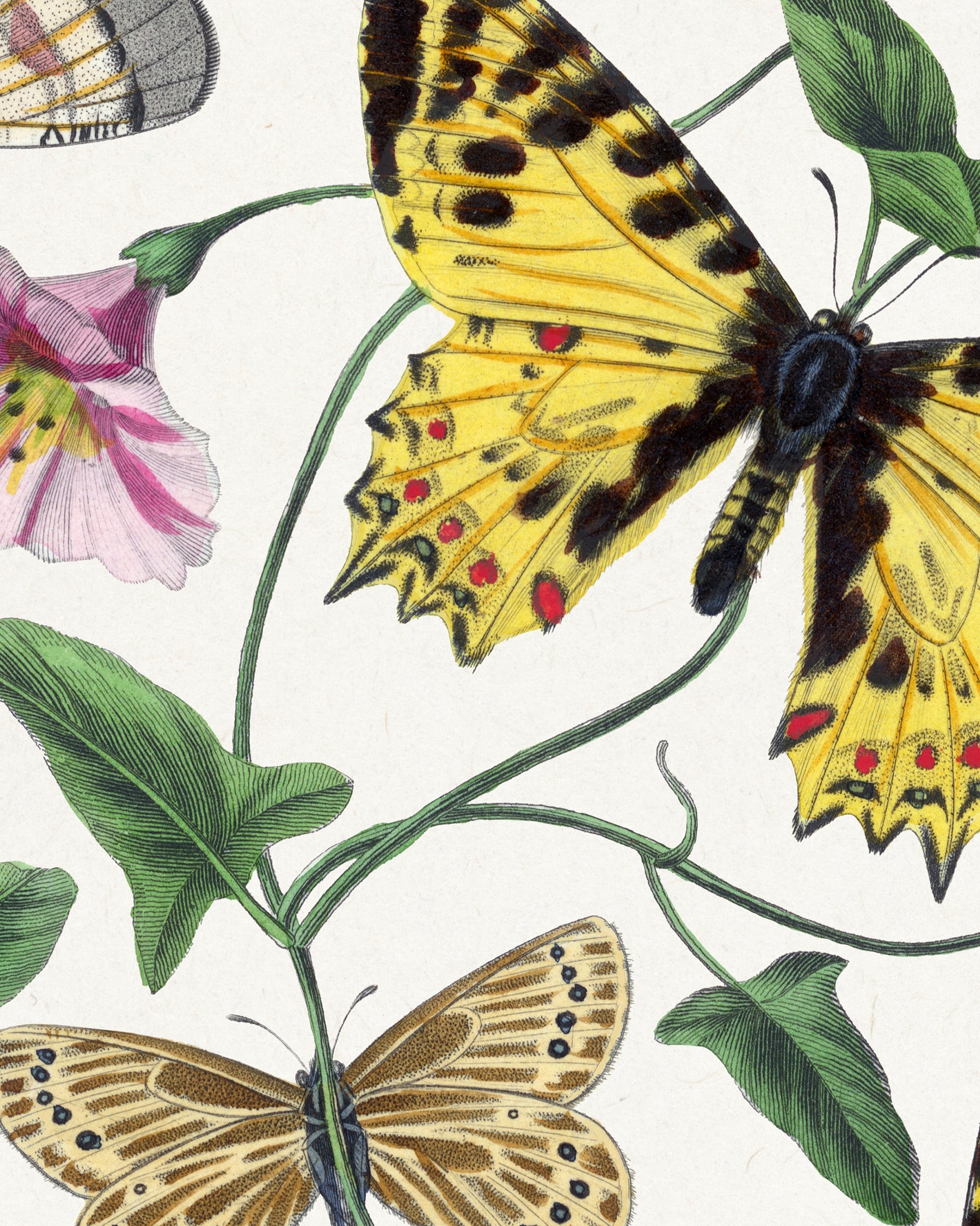 Butterflies Print, Retro Kiwi Art Style