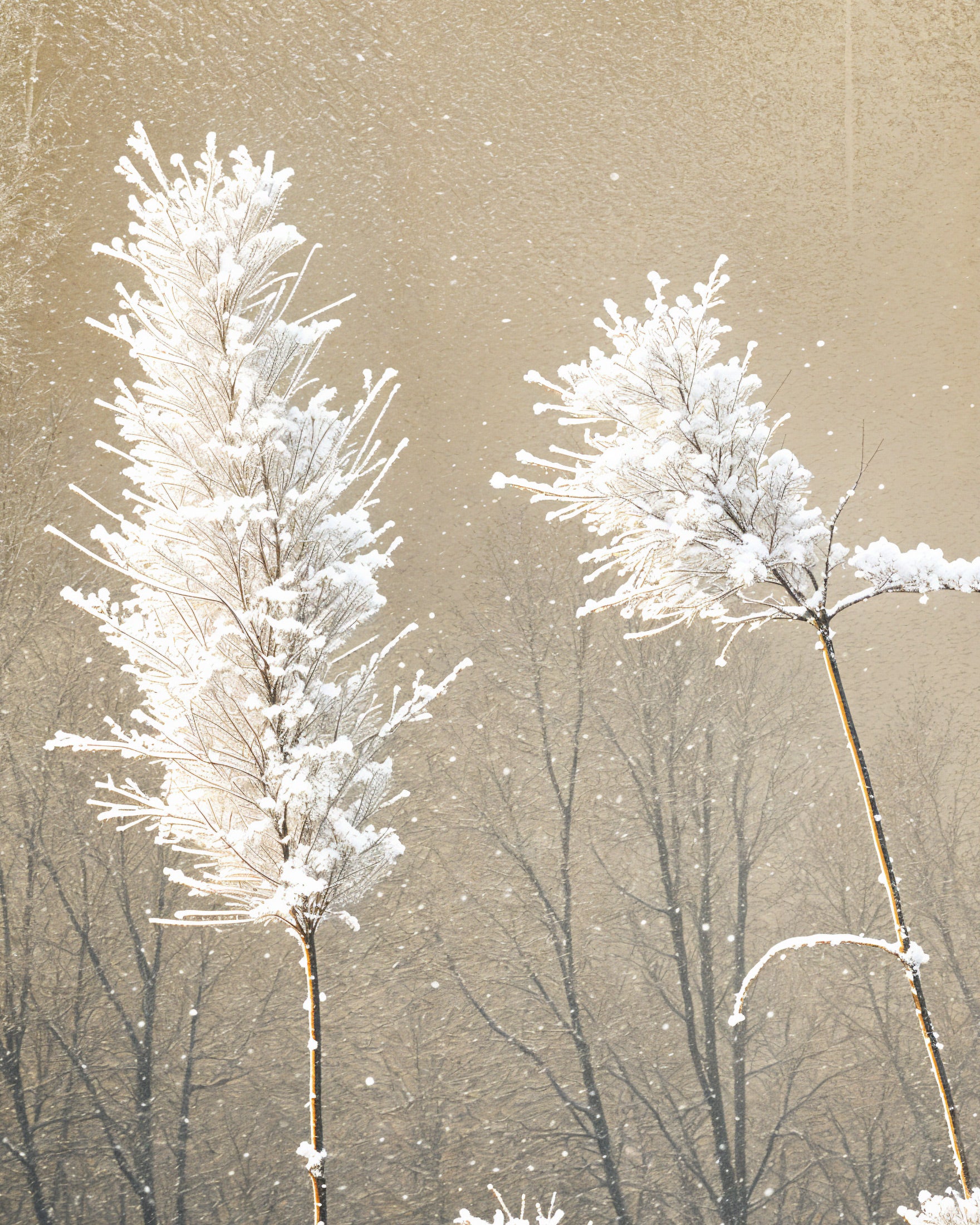 Snow frosted straws - Poster