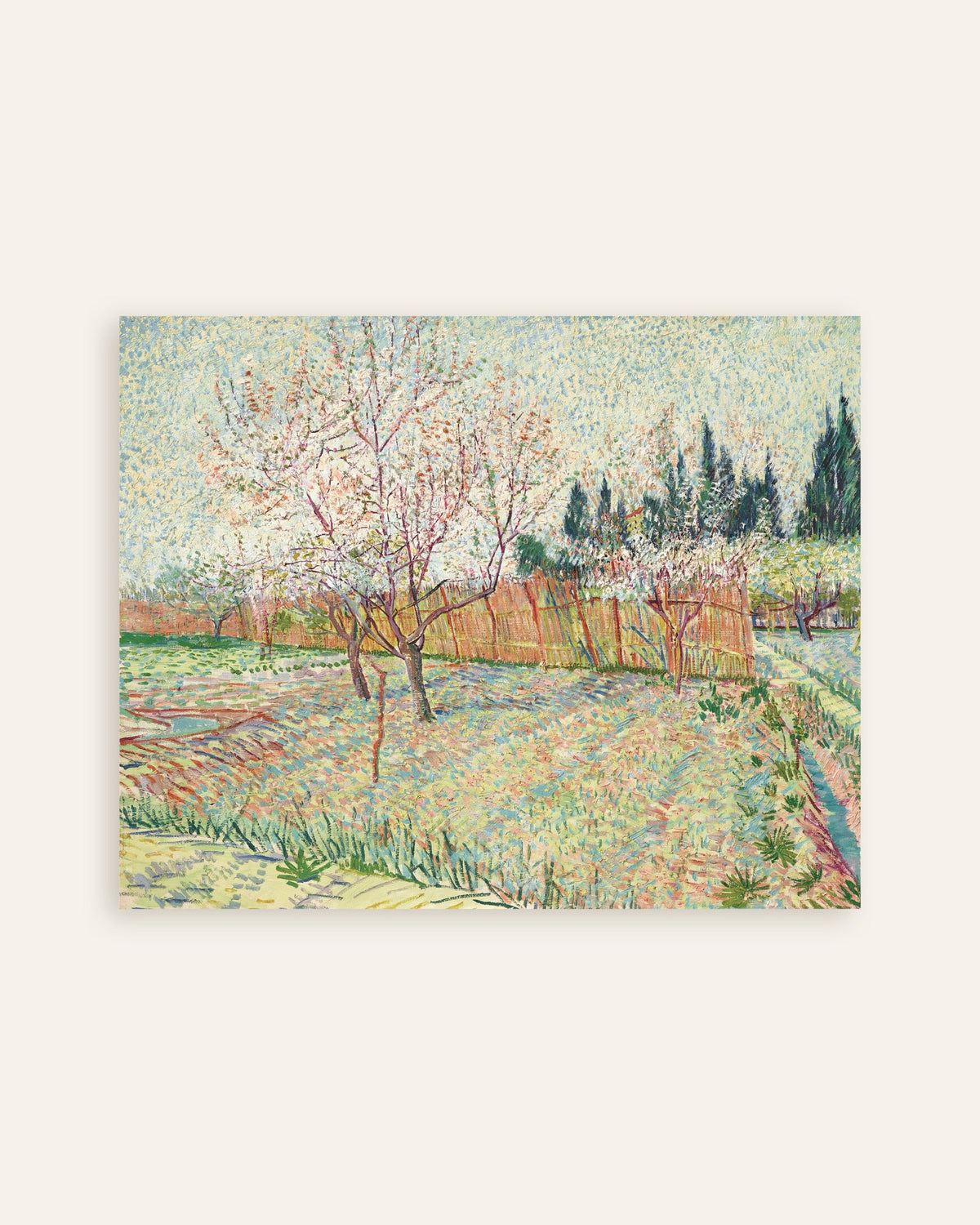 Poster of Orchard Bordered by Cypresses (1888) by Vincent van Gogh, thumbnail