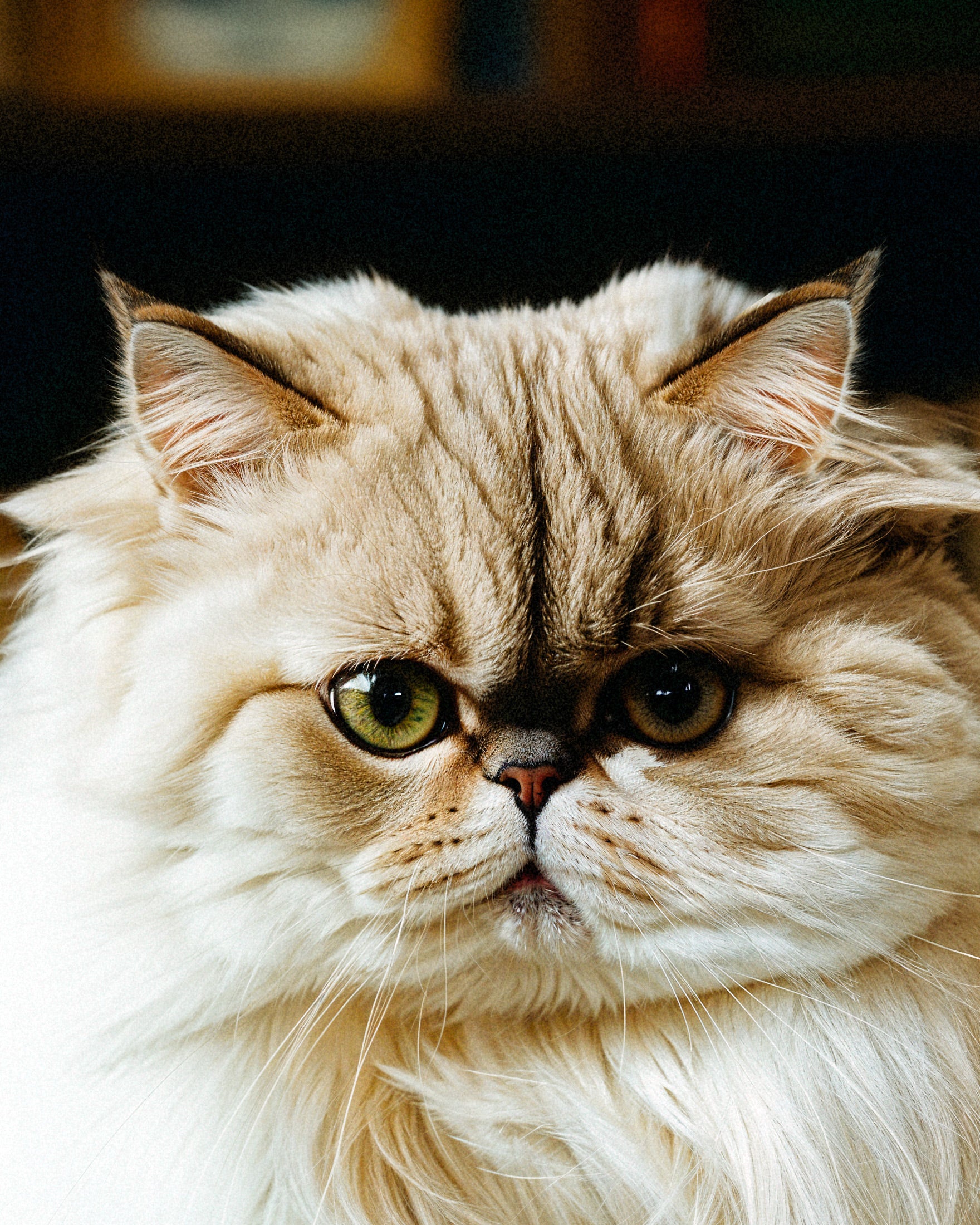 Persian Cat - Print for Your Kiwi Home